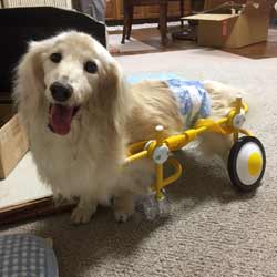 犬の車椅子