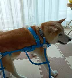 犬の車椅子