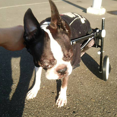 車椅子犬