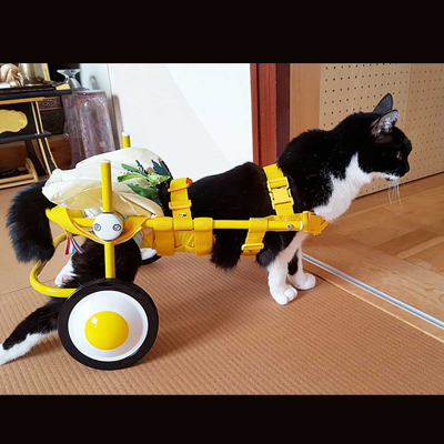 車椅子猫